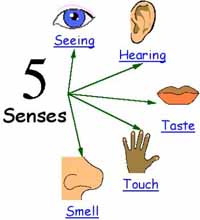Learning about the five senses